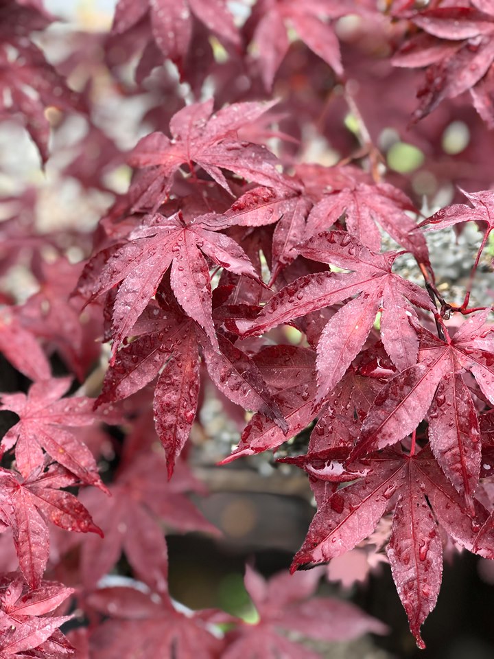 Bloodgood Japanese Maple