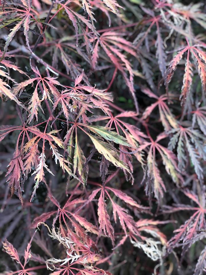 Crimson Queen Japanese Maple