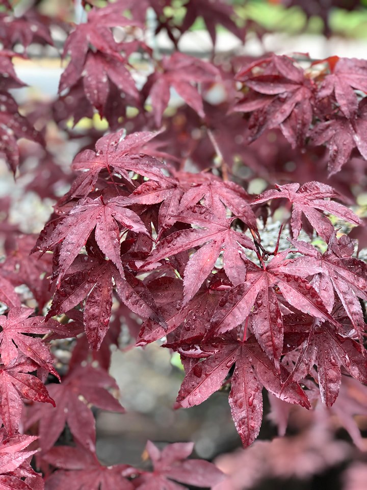 Emperor One Japanese Maple