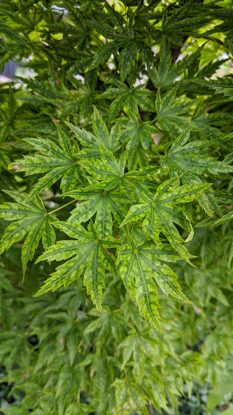 Hikasa yama Japanese Maple