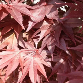 Acer palmatum