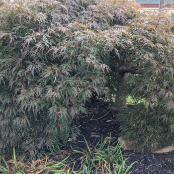 Acer palmatum