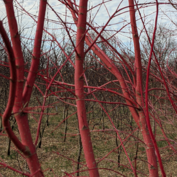 Acer palmatum