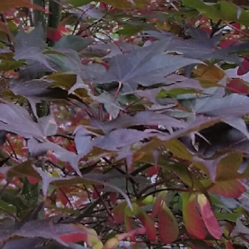 Acer palmatum