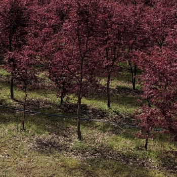 Acer palmatum