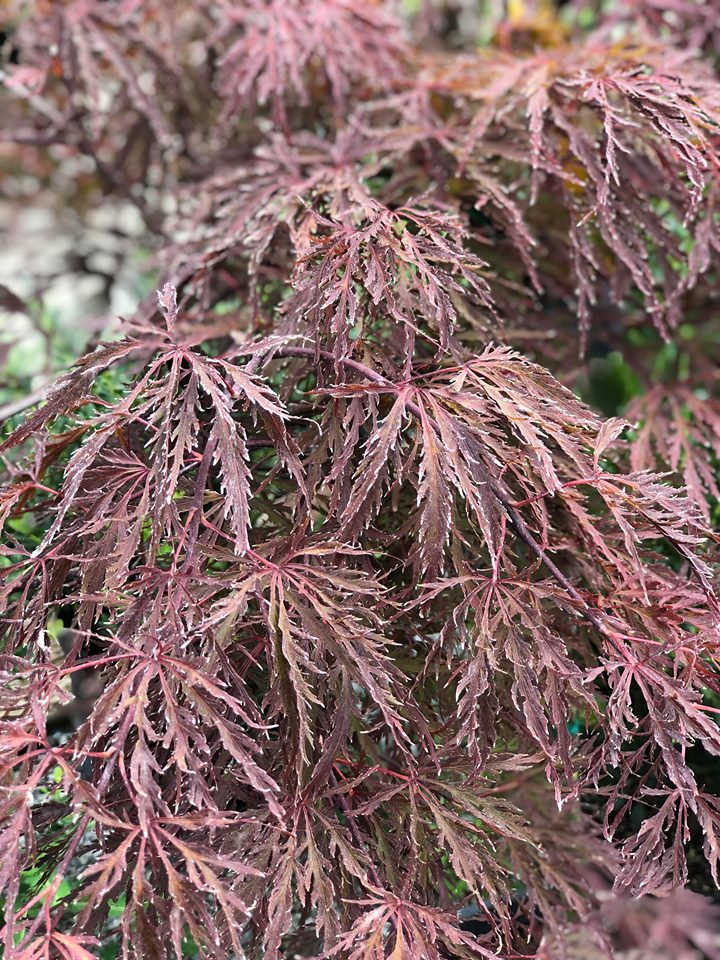 Red Dragon Japanese Maple