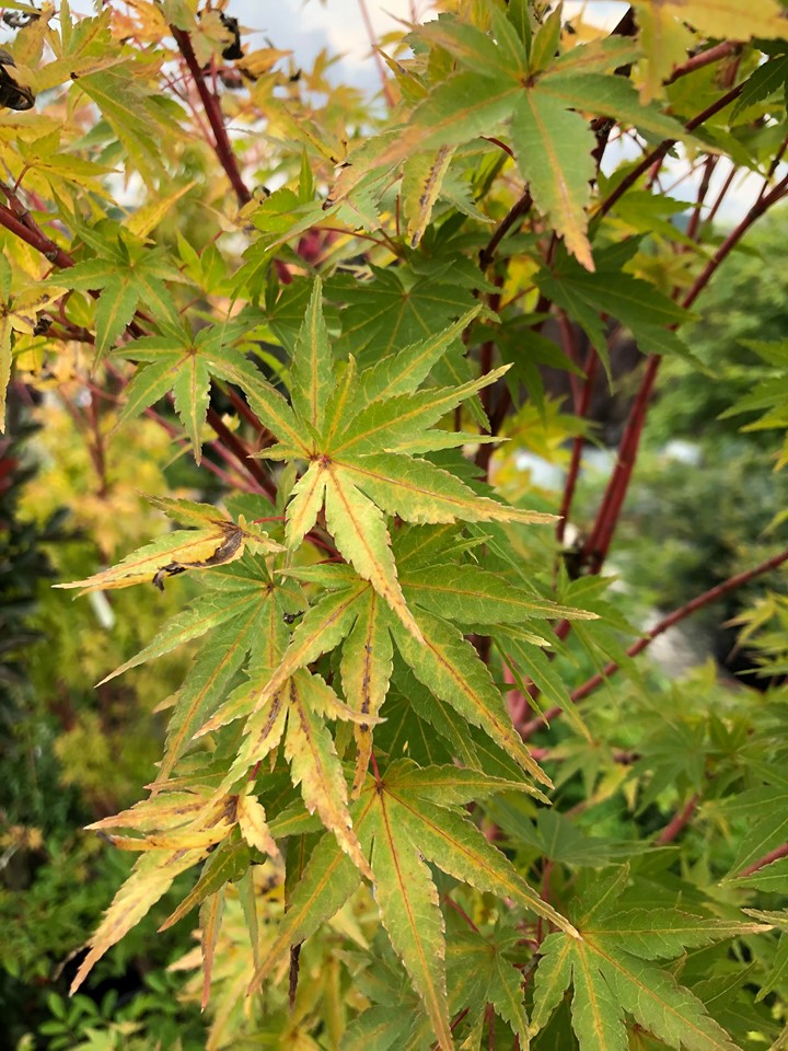 Sango Kaku Japanese Maple